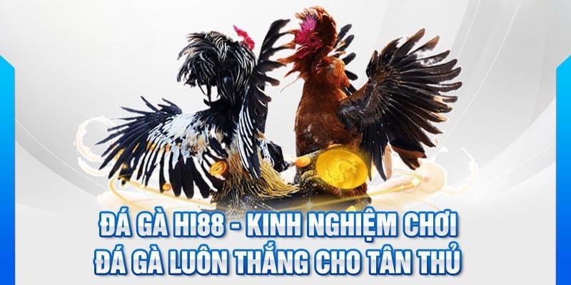Kinh Nghiem Da Ga Hi88